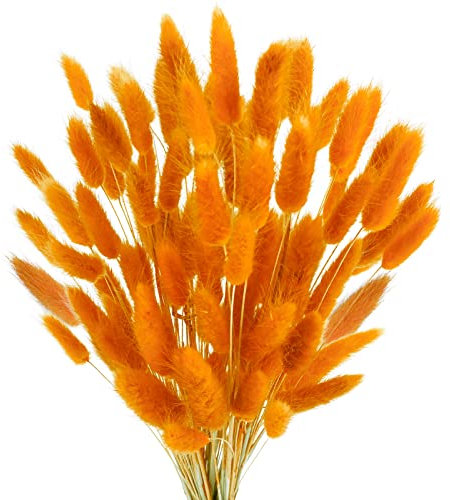 Phliofd Dried Bunny Tails Flowers