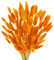 Phliofd Dried Bunny Tails Flowers