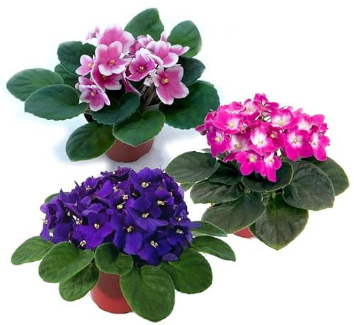 Saintpaulia - Plantas Vivas - Pack 3 Unidades - Violeta Africana - Flores Naturales de Exterior