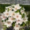 clematis winterhart mehrjährig Zwiebeln,Klematis, exotische pflanzen winterhart,blumen garten clematis immergrün frühblüher zwiebeln,kletterpflanzen winterhart 1pcs