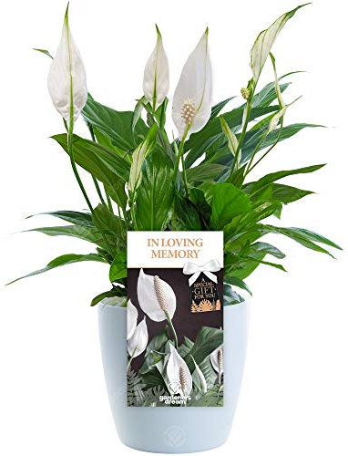 in Loving Memory Peace Lily - Memorial and Remembrance Unique Living Plant Gift