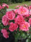 Beetrose Bella Rosa® - Rosa Bella Rosa® - reinrosa - Duft+++ - Kordes-Rose