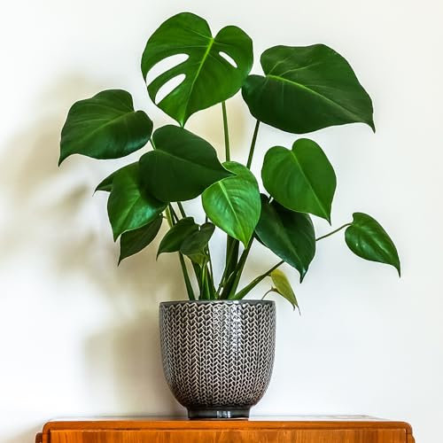 YouGarden Grow Your Own Monstera House Plant, Swiss Cheese Plant, Indoor House Plants in 14cm Plant Pot, Ready to Plant and Display, Indoor Plant for Home, Healthy Air-Purifying Plants