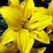Lilienzwiebeln orientalische Lilie Lilium Zwiebeln Onion Knollen Winterhart Frische mehrjährig duftenden Prachtblüten Hochgewachsene Lilie (Yelloween)
