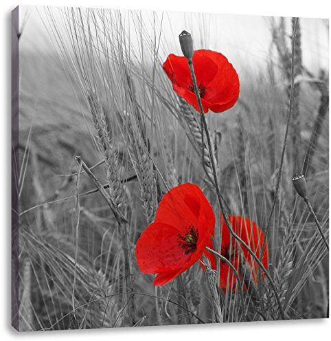 Pixxprint Mohnblumen im Getreidefeld, Größe: 70x70 cm, Leinwandbild Quadratisch, Wandbild, Kunstdruck, fertig bespannt