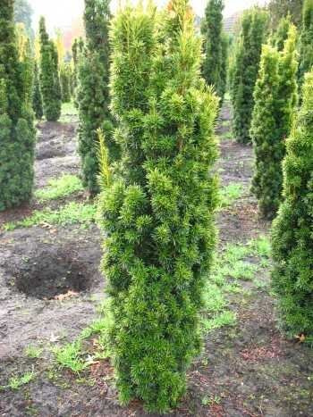 Säuleneibe Taxus baccata Fastigiata Aureomarginata 50-60 cm hoch Ballen | Immergrün, winterhart & schnittverträglich – pflegeleicht, ideal für Hecke, Formschnitt & Säulenform