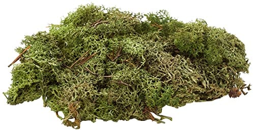 Glorex 6 3803 606 - Islandmoos, 50 g, dunkelgrün, zum Basteln, Dekorieren, für den Modell- und Krippenbau