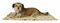 Trixie 37201 Fleecedecke Laslo, 75 x 50 cm, beige
