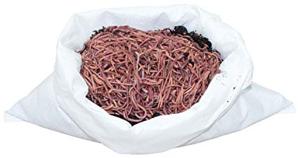 SUPERWURM 1 kg Kompostwürmer - Dendrobena - ca. 800 lebende Würmer für Komposter, Wurmkiste und zum Angeln - Bioabfall in organischen Dünger umwandeln - Riesenrotwurm als Kompostbeschleuniger