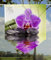 gardinen-for-life Scheibenhänger Orchidee Green Transparent, Edler Scheibenhänger aus Feiner Voile in Verschiedenen Größen (HxB 75x60cm)