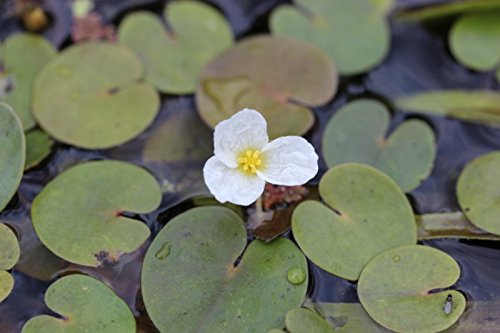 Europäischer Froschbiss/Hydrocharis morsus-ranae - 3 Bund