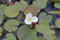 Europäischer Froschbiss/Hydrocharis morsus-ranae - 3 Bund
