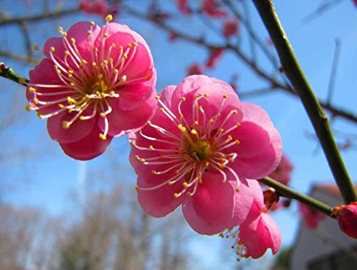 Albaricoque japonés, (chino ciruela), Prunus Mume, 3 semillas de árboles (llamativo, comestible)