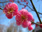 Albaricoque japonés, (chino ciruela), Prunus Mume, 3 semillas de árboles (llamativo, comestible)