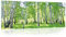 Glasbild Wald Birken Natur Landschaft 125x50 cm Modern Glasbilder Wohnzimmer Schlafzimmer Badezimmer Bilder auf Glas Bild groß XXL einteilig Querformat Wandbild Wandbilder Aufhängfertig