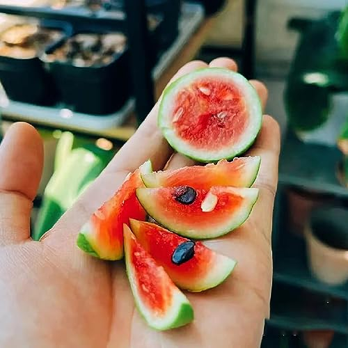 100 pcs Mini Wassermelonen Pflanze Samen, Zimmerpflanze, Nachhaltige Geschenke Für Frauen (Citrullus lanatus) Plants, Sukkulenten Samen Blumensamen, Hochbeet Säulenobstbäume, Garten