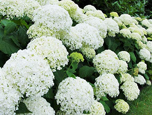 Direct Plants Hydrangea Annabelle Garden-Ready Shrubs Large, Multi Branched, White Flowering, Pack of 5 Hardy, Outdoor Plants Supplied in 3 Litre Pots