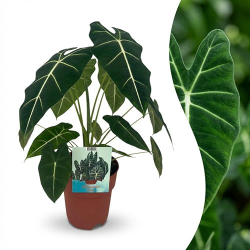 Green boutiQ - Plante d'intérieur - Oreille d'éléphant - Alocasia Frydek - Vert - Entretien facile - 1 Plante - Pot 19cm - Hauteur 60cm
