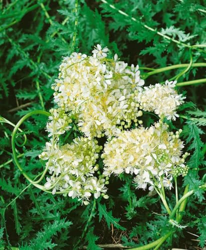 Filipendula vulgaris 9x9 cm Topf – Winterhart, Mehrjährig, Pflegeleicht – Kleines Mädesüß – Wildstaude für Naturgarten & Staudenbeet