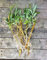 SEEDS Vanilla Orchid (Vanilla planifolia) - Medium Plant 50 seeds