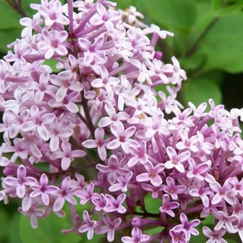 Syringa Meyeri 'Palibin' Lilac Tree 3 Litre Pot Fragrant Approx 30-40cm Tall - RHS Award of Garden Merit