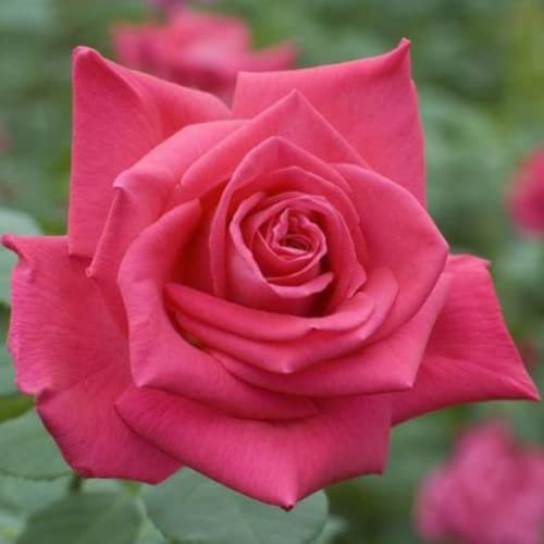 Verdecora Rosal Grandiflora Rosa - Planta Natural con Flor - Rosa Perfumada de plantación (Rosa)