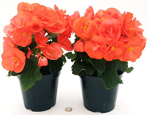POWERS TO FLOWERS - BEGONIA ARANCIONE 2 PIANTE, VASO 14 CM, piante vere