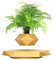Schwebender Bonsai-Topf für kleine Blumen, 360 Grad drehbar, Mini-Oase und Rose, schwimmend, magnetisches Display, Heimbüro und Schreibtisch, schwebende Dekoration (Holzfarbe)