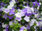Brunfelsia – Pianta Sempreverde da Fiore in Vaso 24 cm, Fiori Profumati Viola-Lilla-Bianchi, Fioritura Primaverile-Estiva – Ideale per Interni e Terrazzi – FOTO REALI