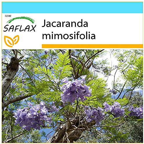 SAFLAX - Confezione regalo - Jacaranda - 50 semi - Jacaranda mimosifolia