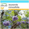 SAFLAX - Confezione regalo - Jacaranda - 50 semi - Jacaranda mimosifolia