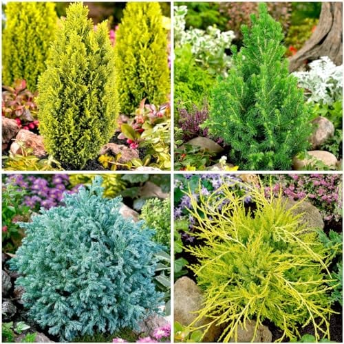 [x4] Dwarf Conifer Collection | Variety-Pack | Evergreen Shrubs | Pot Plants