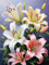 Diamond Painting Set, 5D DIY Lilie Diamant Painting Bilder Erwachsene, Diamond Painting Zubehör Kunst Cross Stickerei Malerei Kits, Malen Nach Zahlen Basteln für Home Deko Wohnzimmer(20x28in)-2H