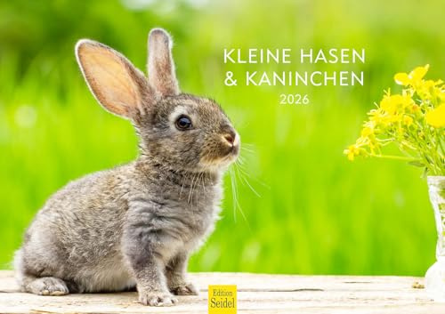Edition Seidel Premium Kalender Kleine Hasen und Kaninchen 2026 Format DIN A3 Wandkalender Tierkalender Tierkinder Wildtiere Waldtiere Haustiere