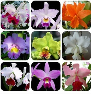 Cattleya Hybrida Blumensamen 100PCS Berühmte Blumen Orchideen Samen Bonsai Potted Büro Pflanze Schöne Blumen