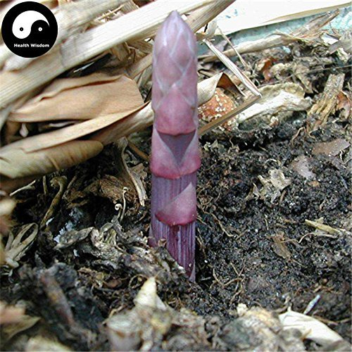 Kaufen Lila Spargel Gemüsesamen 30pcs Pflanze Knospen Gemüse Spargel officinalis