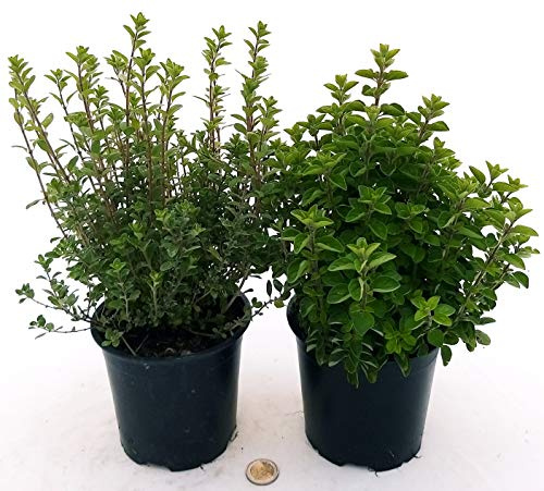 POWERS TO FLOWERS - ORIGANO e MAGGIORANA BIO 2 PIANTE, piante vere