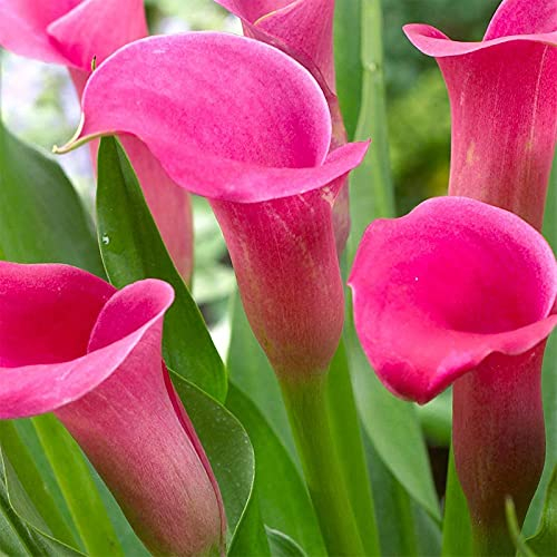 Calla Lily Zwiebeln Calla lily plants live Winterharte Pflanzen Calla Blumenzwiebeln Calla Zwiebeln Winterhart MehrjäHrig Leuchtende Farben Calla zwiebeln