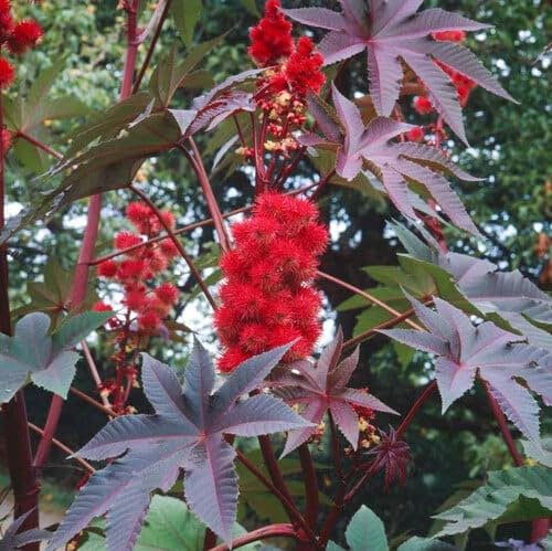 Plant World Seeds - Ricinus Impala Seeds (Tropical and Conservatory Seeds)