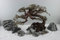 Aquarium Bonsai Large