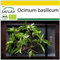 SAFLAX - BIO - Basilikum Thai - 250 Samen - Ocimum basilicum
