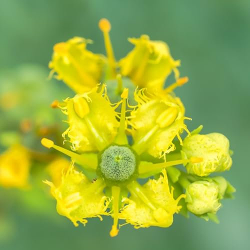 250 pz Semi di ruta progetta piante resistenti all'inverno per contenitori di fiori estivi Semi di erbe aromatiche, Ruta graveolens, orto di erbe aromatiche piante da orto, fiori di
