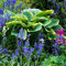 Funkien Zwiebeln，Funkien Rhizome,Funkien Knollen,Winterhart Winterhart Zwiebeln Hosta Pflanze Winterhart Hosta Wurzel Lange BlüTezeit MehrjäHrige Blumen,Wachsen Schnell-6zwiebeln-G