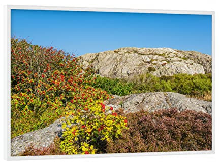 artboxONE Poster mit weißem Rahmen 18x13 cm Natur Heidekraut und Vogelbeeren - Bild schweden Busch felsen