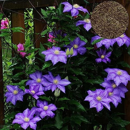 100 Teile/beutel Clematis Samen Gesunde Einfach zu Pflanzen DIY Haus Dekorative Pflanzen Samen Blume Obst Baum Gemüse Samen Helles Lila Clematis-Samen