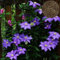 100 Teile/beutel Clematis Samen Gesunde Einfach zu Pflanzen DIY Haus Dekorative Pflanzen Samen Blume Obst Baum Gemüse Samen Helles Lila Clematis-Samen
