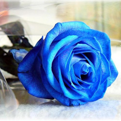 Bluelover 50 Pezzi Blu Rose Semi FAI da Te Casa Giardino Dec