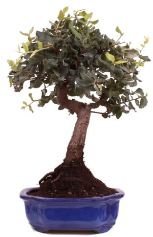 Bonsai - Quercus suber, Korkeiche 223/30