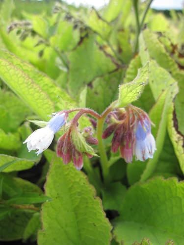 Kleiner Kaukasus-Beinwell - Wallwurz - Symphytum grandiflorum Blaue Glocken Verpackungseinheit 5