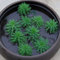 Haloppe 100 Pz Semi di Piante per la Piantagione del Giardino di Casa, Semi di Piante Giacinto D'acqua Pistia Hottonia Ludwigia Pond Decor D